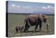 Elephant Adult and Baby-DLILLC-Premier Image Canvas