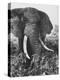 Elephant After Dirt Bath on the Plains-Eliot Elisofon-Premier Image Canvas