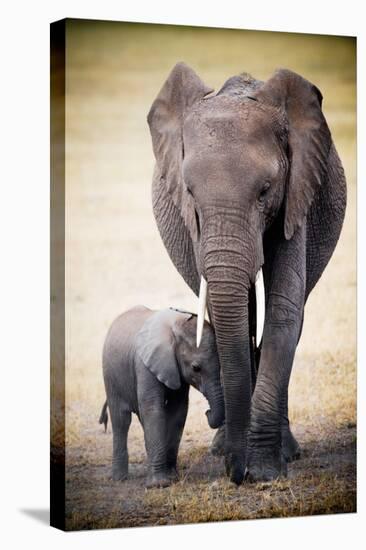 Elephant and Baby-null-Stretched Canvas