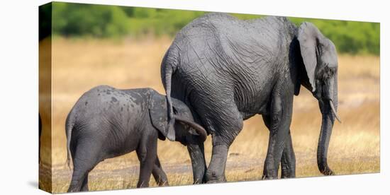 Elephant and calf, Hwange National Park, Zimbabwe, Africa-Karen Deakin-Premier Image Canvas