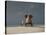 Elephant and Dog Sit on a Beach-Photobank gallery-Stretched Canvas