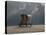 Elephant And Dog Sit Under The Rain-Mike_Kiev-Premier Image Canvas