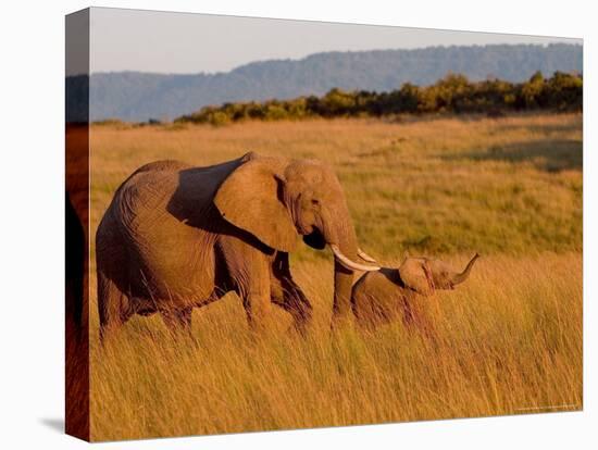 Elephant and Offspring, Masai Mara Wildlife Reserve, Kenya-Vadim Ghirda-Premier Image Canvas