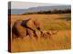 Elephant and Offspring, Masai Mara Wildlife Reserve, Kenya-Vadim Ghirda-Premier Image Canvas