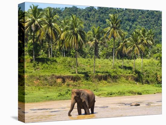 Elephant at Pinnawala Elephant Orphanage, Sri Lanka, Asia-Matthew Williams-Ellis-Premier Image Canvas