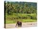 Elephant at Pinnawala Elephant Orphanage, Sri Lanka, Asia-Matthew Williams-Ellis-Premier Image Canvas