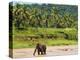 Elephant at Pinnawala Elephant Orphanage, Sri Lanka, Asia-Matthew Williams-Ellis-Premier Image Canvas