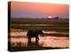 Elephant at Sunset on the Chobe River, Botswana-Nigel Pavitt-Premier Image Canvas