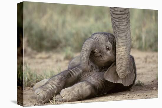 Elephant Baby Lying on Ground-null-Premier Image Canvas