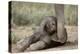 Elephant Baby Lying on Ground-null-Premier Image Canvas