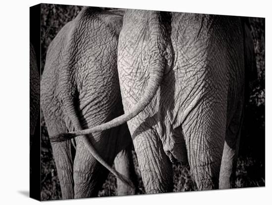 Elephant Bums-Jamie Hodgson-Stretched Canvas