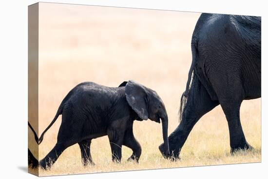 Elephant calf following mother, Hwange National Park, Zimbabwe, Africa-Karen Deakin-Premier Image Canvas