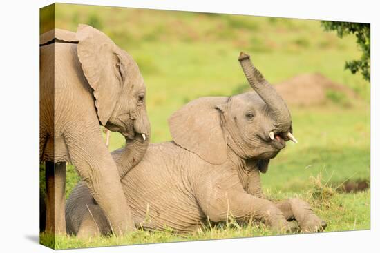 Elephant calves playing in the Masai Mara, Kenya, East Africa, Africa-Karen Deakin-Premier Image Canvas