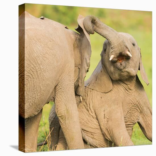 Elephant calves playing in the Masai Mara, Kenya, East Africa, Africa-Karen Deakin-Premier Image Canvas