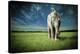 Elephant Carry Me-Jeff Madison-Stretched Canvas