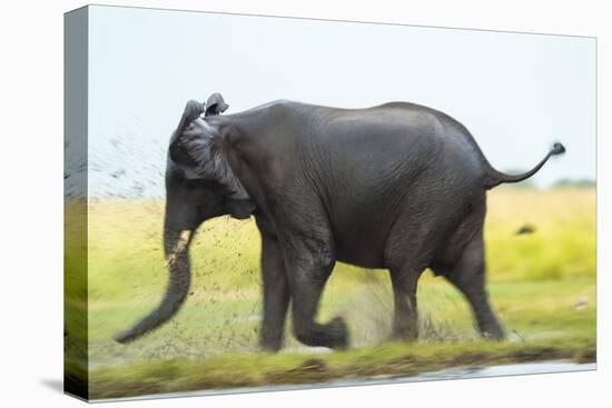 Elephant, Chobe Nat Pk, Botswana, Africa-Peter Adams-Premier Image Canvas