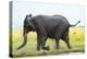 Elephant, Chobe Nat Pk, Botswana, Africa-Peter Adams-Premier Image Canvas