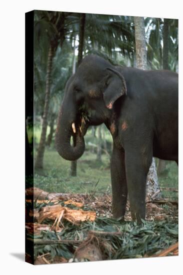 Elephant eating in Sri Lanka. Artist: CM Dixon Artist: Unknown-CM Dixon-Premier Image Canvas