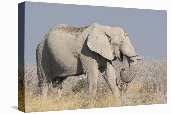 Elephant eats acacia bushes in Etosha National Park.-Brenda Tharp-Premier Image Canvas