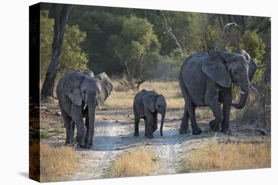 Elephant Family, Mother, Juvenile and Baby, Walking on Path-Sheila Haddad-Premier Image Canvas