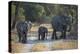 Elephant Family, Mother, Juvenile and Baby, Walking on Path-Sheila Haddad-Premier Image Canvas