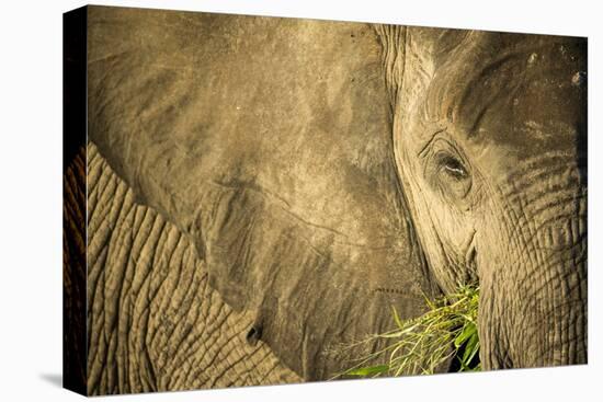 Elephant Feeding on Grass, Chobe National Park, Botswana-Paul Souders-Premier Image Canvas
