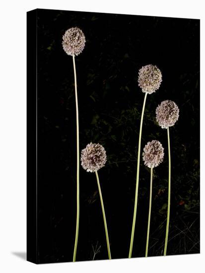 Elephant Garlic, Northern California, Usa-Paul Colangelo-Premier Image Canvas