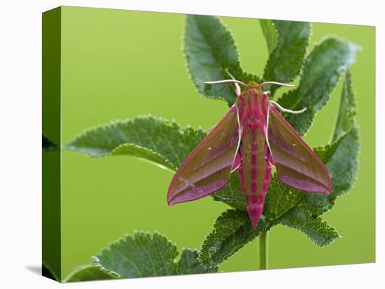 Elephant Hawkmoth, County Clare, Munster, Republic of Ireland, Europe-Carsten Krieger-Premier Image Canvas