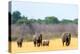 Elephant herd heading towards the waterhole, Hwange National Park, Zimbabwe, Africa-Karen Deakin-Premier Image Canvas