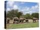 Elephant Herd, Kruger National Park, South Africa, Africa-Ann & Steve Toon-Premier Image Canvas