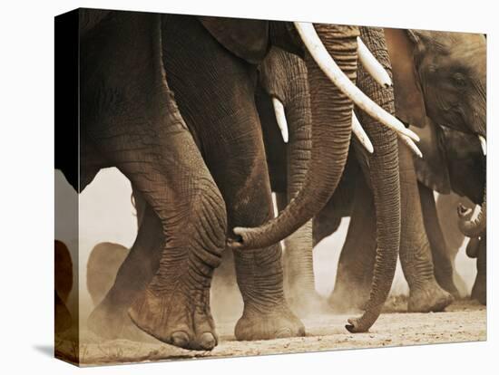 Elephant Herd on the Move-Martin Harvey-Premier Image Canvas