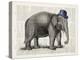 Elephant In A Bowler-Christopher James-Stretched Canvas