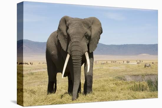 Elephant in Ngorongoro Conservation Area, Tanzania-Paul Souders-Premier Image Canvas