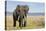 Elephant in Ngorongoro Conservation Area, Tanzania-Paul Souders-Premier Image Canvas