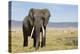 Elephant in Ngorongoro Conservation Area, Tanzania-Paul Souders-Premier Image Canvas