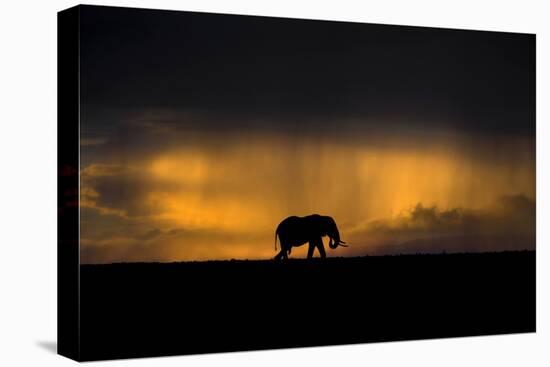 Elephant in Rainstorm at Sunset-Xavier Ortega-Premier Image Canvas