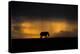 Elephant in Rainstorm at Sunset-Xavier Ortega-Premier Image Canvas