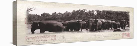 Elephant Journal-Malcolm Sanders-Stretched Canvas