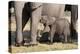 Elephant (Loxodonta Africana) Calf, Chobe National Park, Botswana, Africa-Sergio Pitamitz-Premier Image Canvas