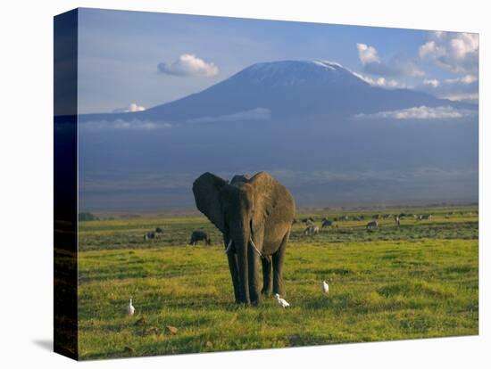 Elephant, Mt. Kilimanjaro, Masai Mara National Park, Kenya-Peter Adams-Premier Image Canvas