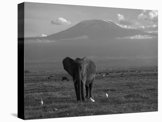 Elephant, Mt. Kilimanjaro, Masai Mara National Park, Kenya-Peter Adams-Premier Image Canvas