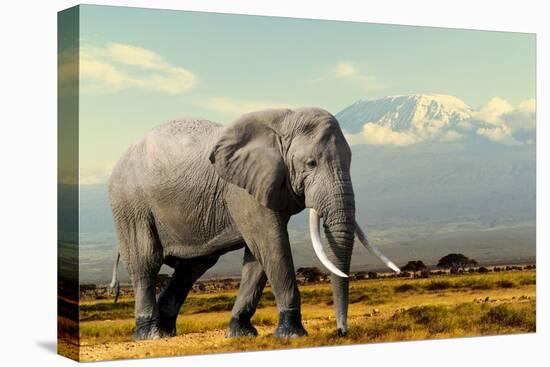 Elephant on Kilimajaro Mount Background in National Park of Kenya, Africa-Volodymyr Burdiak-Premier Image Canvas