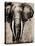Elephant on Newspaper-Patricia Pinto-Stretched Canvas