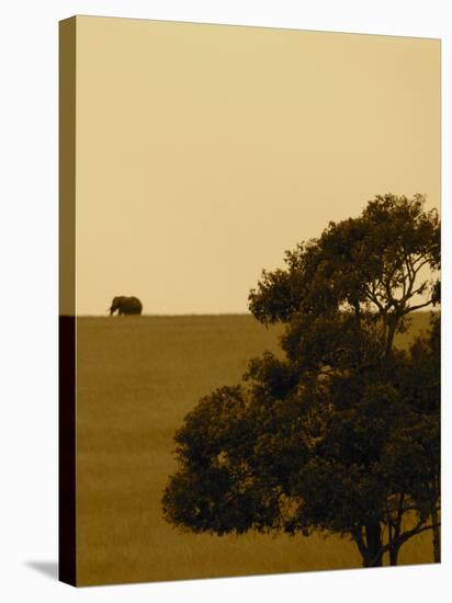 Elephant Pack III-Susan Bryant-Stretched Canvas