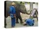 Elephant Painting with His Trunk, Mae Sa Elephant Camp, Chiang Mai, Thailand, Asia-Bruno Morandi-Premier Image Canvas