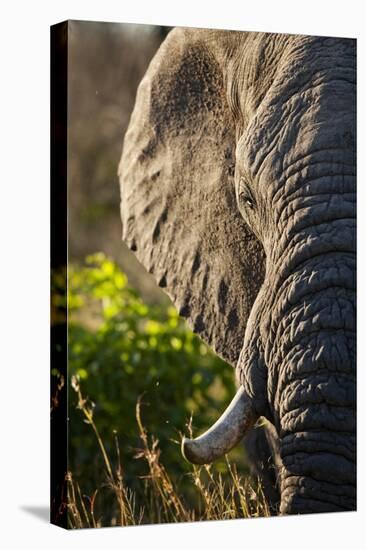Elephant, Sabi Sabi Reserve, South Africa-null-Premier Image Canvas