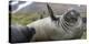 Elephant seal. Fortuna Bay, South Georgia Islands.-Tom Norring-Premier Image Canvas