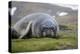 Elephant seal. Fortuna Bay, South Georgia Islands.-Tom Norring-Premier Image Canvas