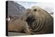 Elephant Seal on South Georgia Island-null-Premier Image Canvas