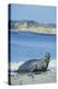 Elephant Seal-DLILLC-Premier Image Canvas